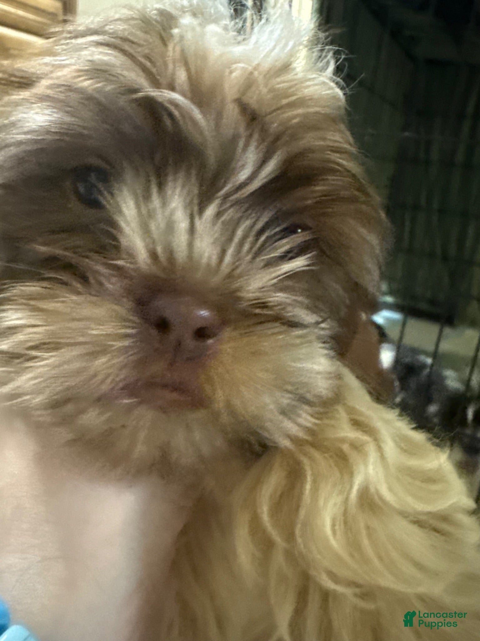 Mixed Breed dogs Mixed Breed 2 - Ad 1