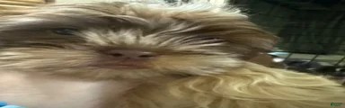Mixed Breed 2
