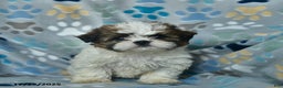 Shih Tzu dogs for sale: Holiday  - Ad 2