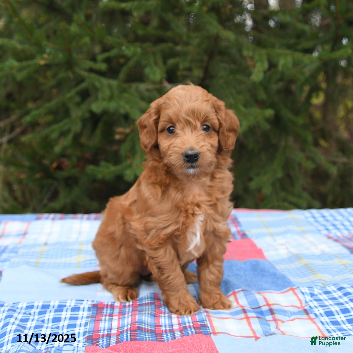 Mini Goldendoodle dogs Sydney - Ad 38