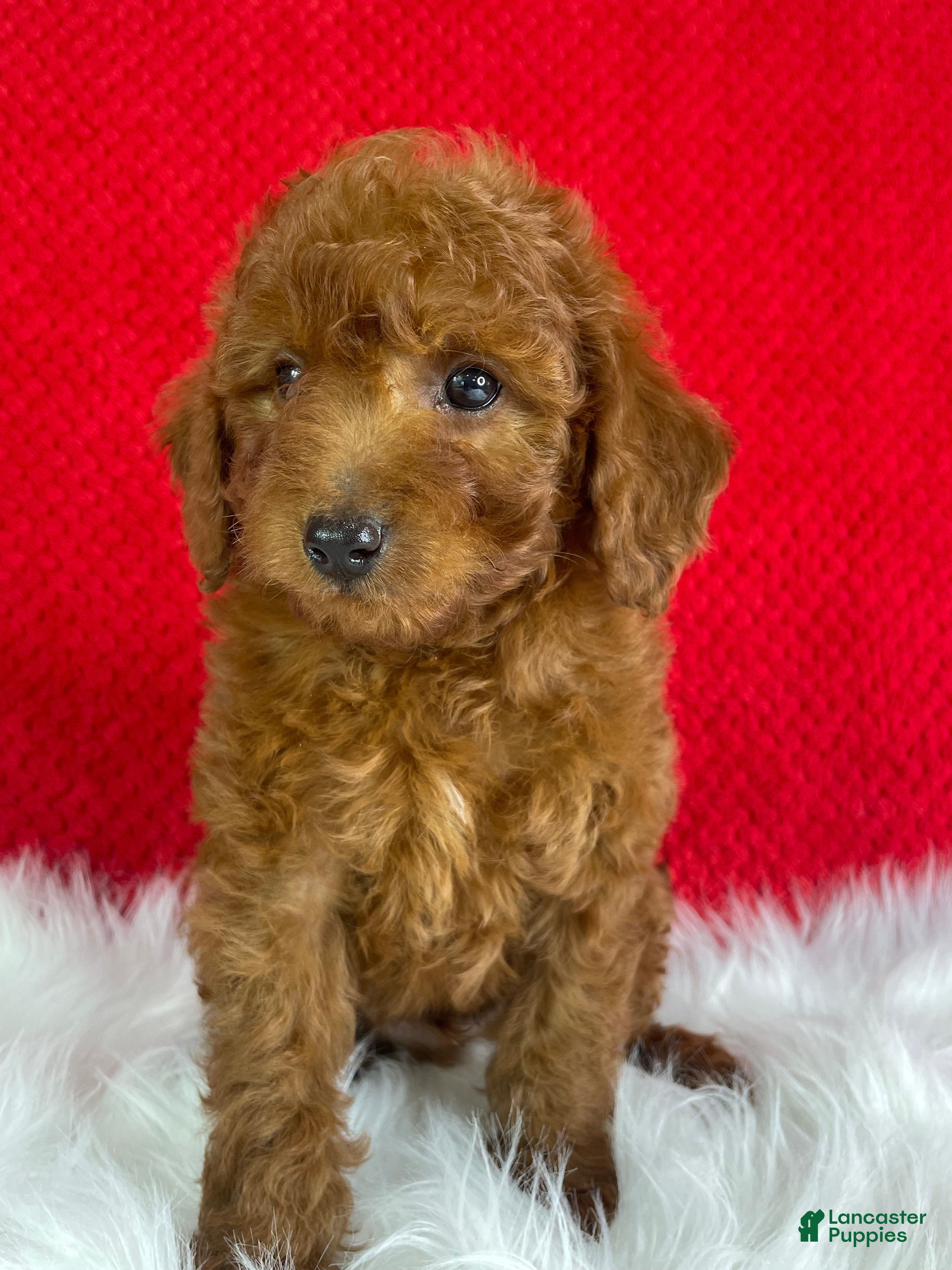 Mini Goldendoodle dogs Copper - Ad 2
