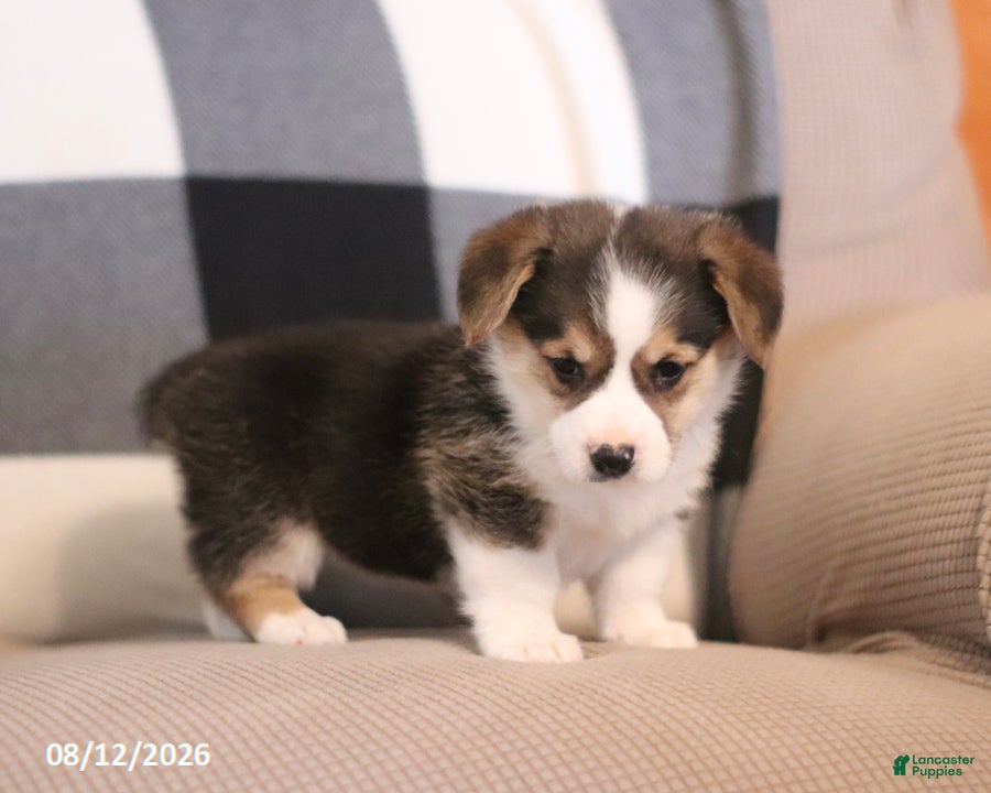 Welsh Corgi Pembroke dogs Princess - Ad 2