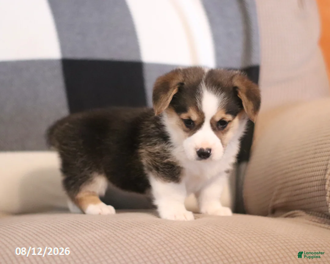 Welsh Corgi Pembroke dogs for sale: Princess - Ad 2