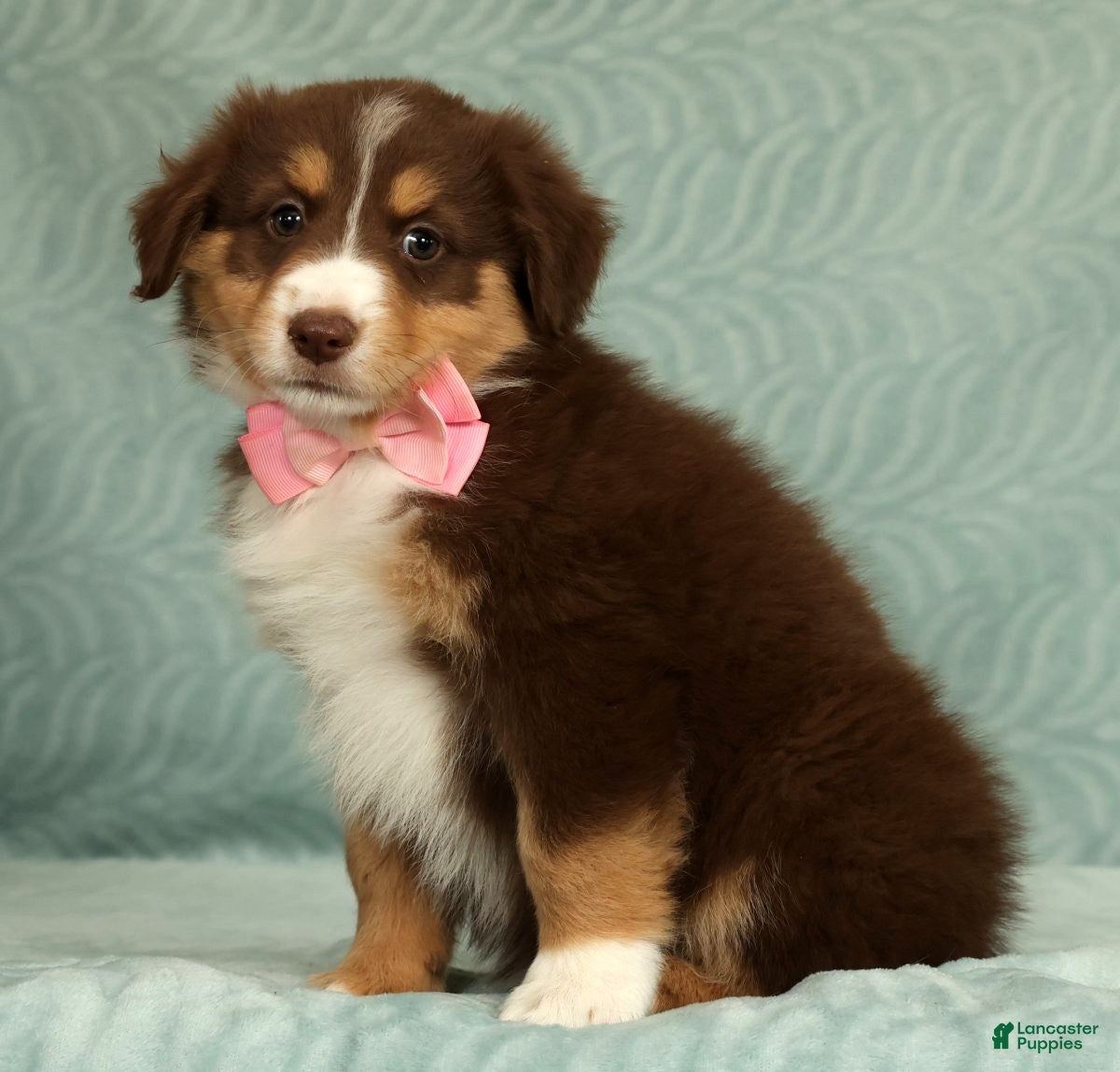 Australian Shepherd dogs for sale: Pearl - Ad 6