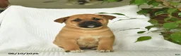 Shiba Inu dogs for sale: Rain  - Ad 3