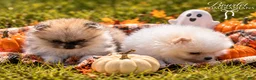 Pomeranian dogs for sale: Pumpkin  - Ad 5