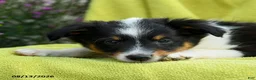Shetland Sheepdog dogs for sale: Stan - Ad 4
