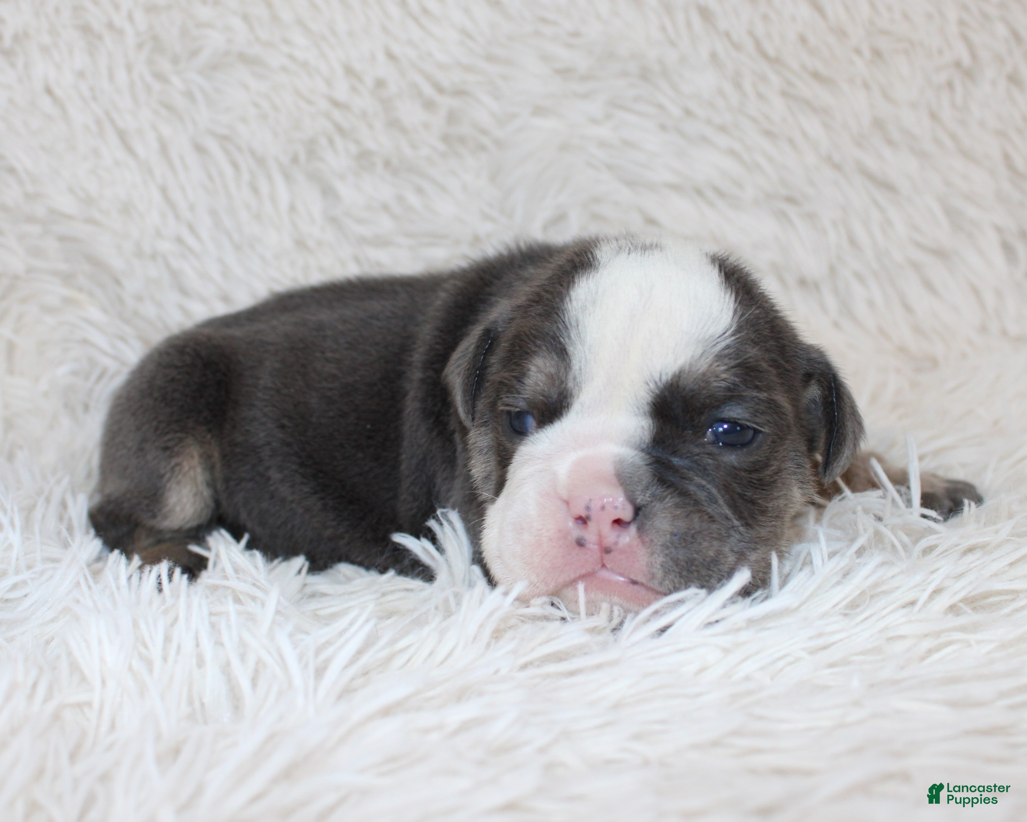 English Bulldog dogs Stella - Ad 1
