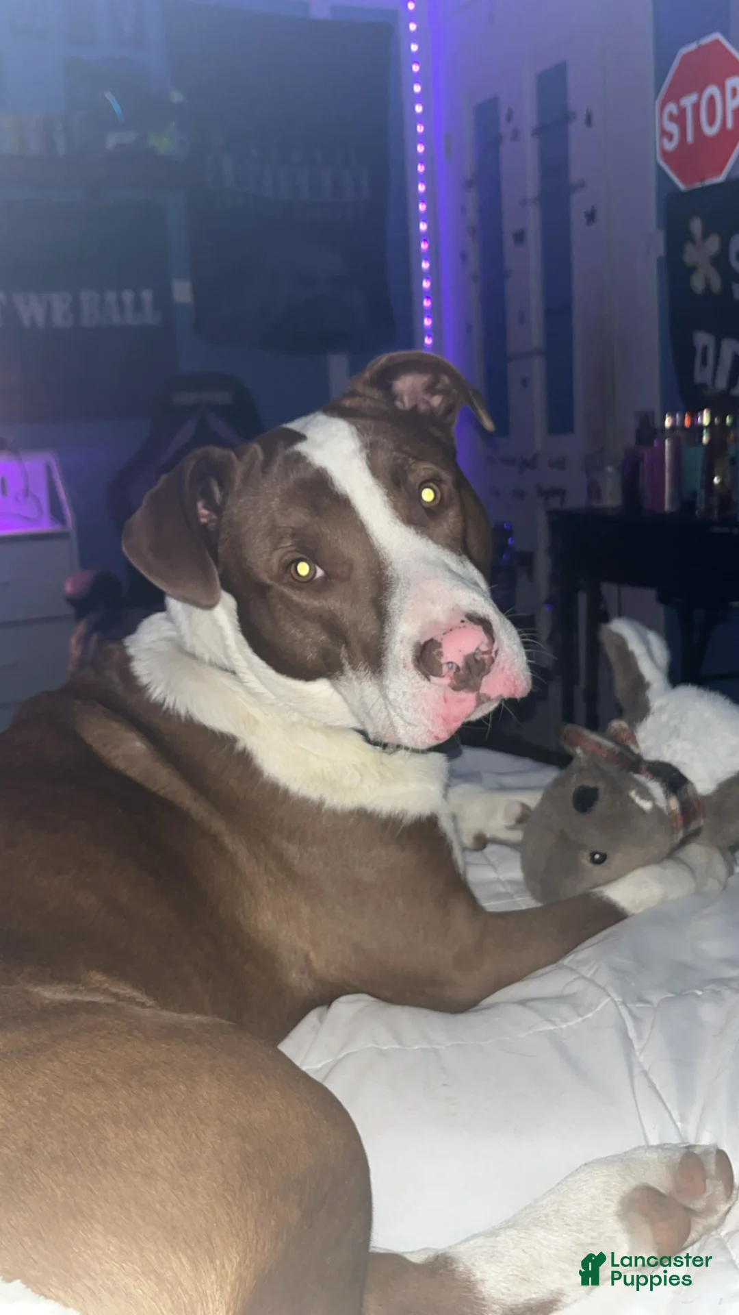 American Pit Bull Terrier dogs for sale: American Pit Bull Terrier Puppy 1 - Ad 2