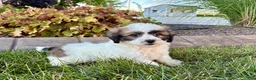 Mixed Breed dogs for sale: Lhasa/Coton male 4 - Ad 11