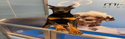 Doberman Pinscher dogs for sale: Zeus - Ad 3