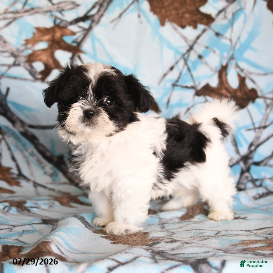 Shih Tzu dogs Crinkles - Ad 2