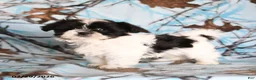 Shih Tzu dogs for sale: Crinkles - Ad 2
