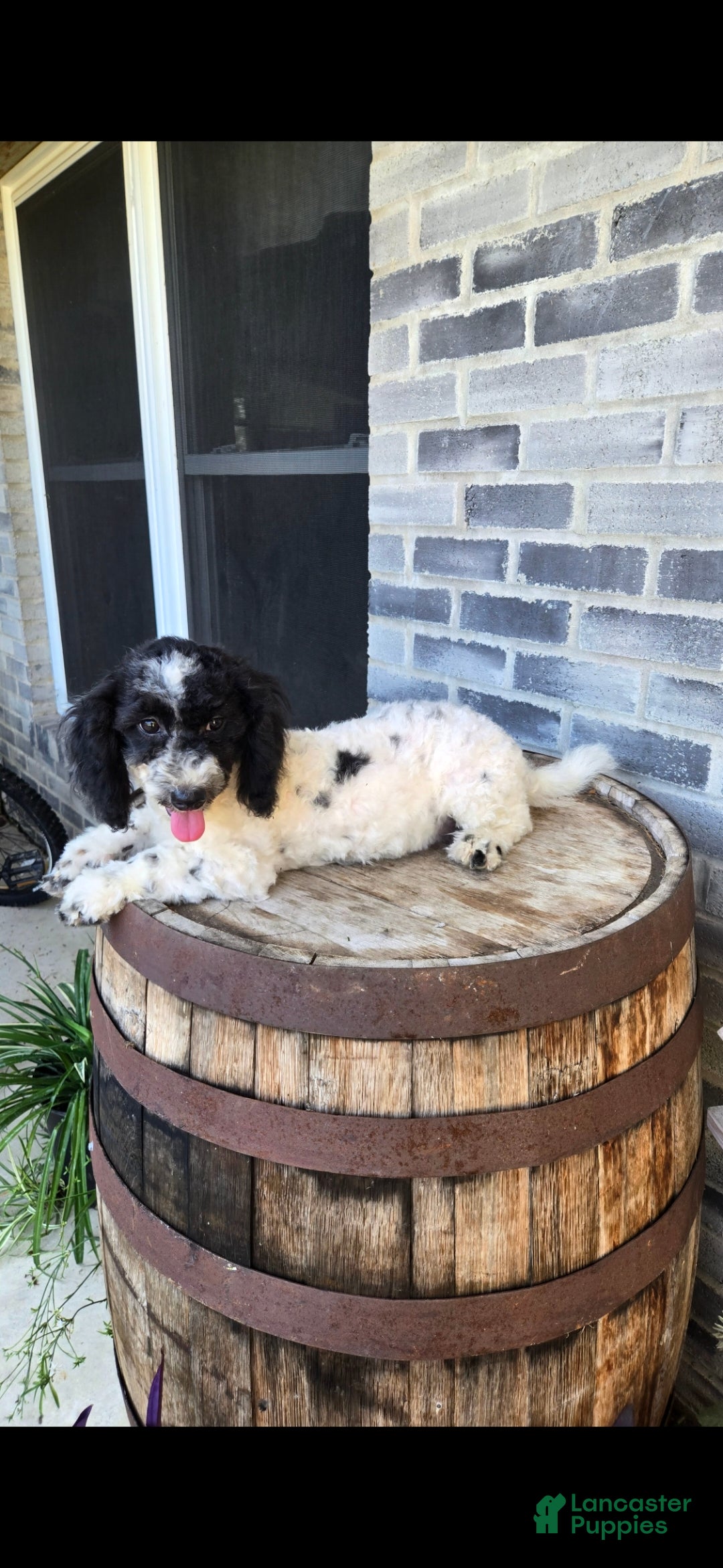 Mini Bernedoodle dogs Mini Bernedoodle 4 - Ad 2