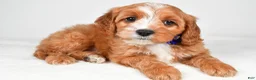 Cavapoo dogs for sale: Kelsey - Ad 3