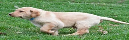 Labrador Retriever dogs for sale: Bryson - Ad 12