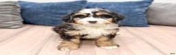 Mini Bernedoodle dogs for sale: Chloe - Ad 1