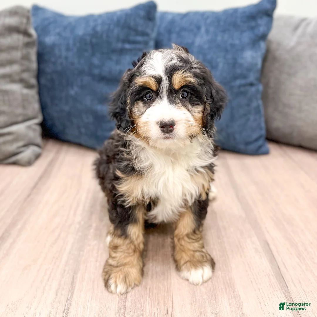 Mini Bernedoodle dogs for sale: Chloe - Ad 1