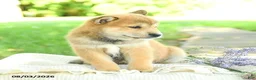 Shiba Inu dogs for sale: Emerald - Ad 4