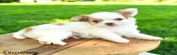 Chihuahua dogs for sale: Noah - Ad 3
