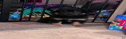 Pomeranian dogs for sale: Pomeranian 1 - Ad 3