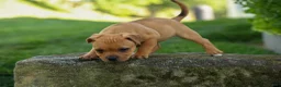 Staffordshire Bull Terrier dogs for sale: Mia Belle 🌸 - Ad 18