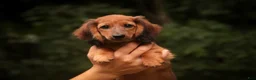Miniature Dachshund dogs for sale: Annie Miniature Dachshund  - Ad 1