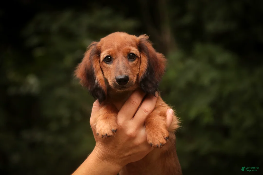 Miniature Dachshund dogs for sale: Annie Miniature Dachshund  - Ad 1