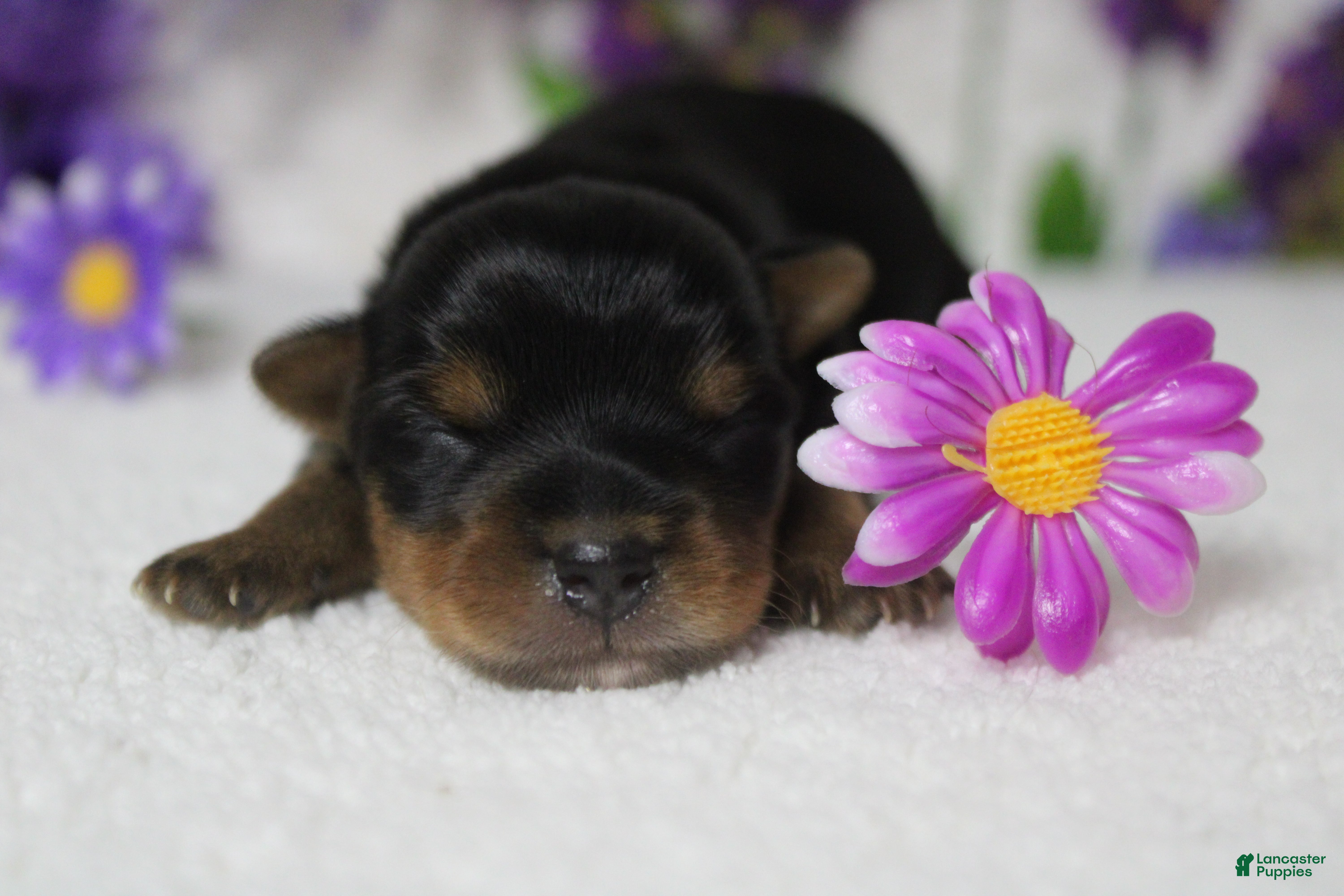 Yorkshire Terrier dogs Pixie  - Ad 10