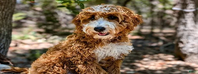 Praline