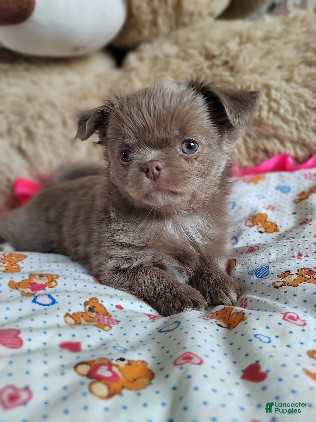 Chihuahua dogs for sale: Lea - Ad 2