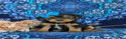 Shorkie dogs for sale: Melina 7 lbs Full Grown - Ad 1
