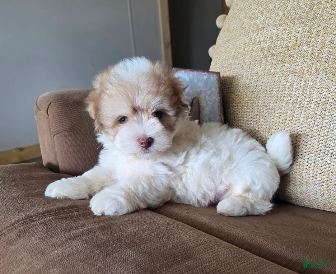 Maltipoo dogs for sale: Alex - Ad 1