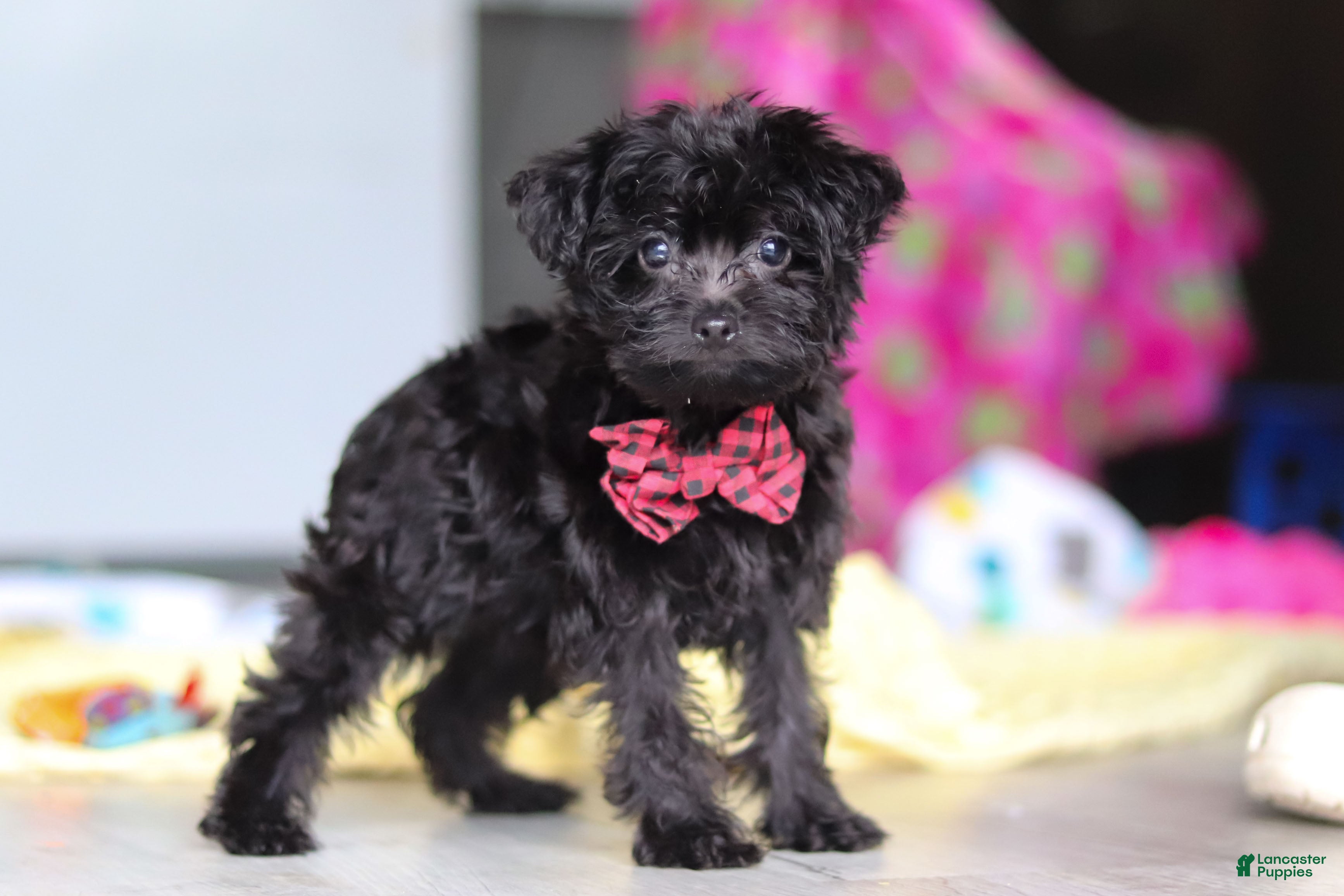 Yorkiepoo dogs Randall - Ad 1