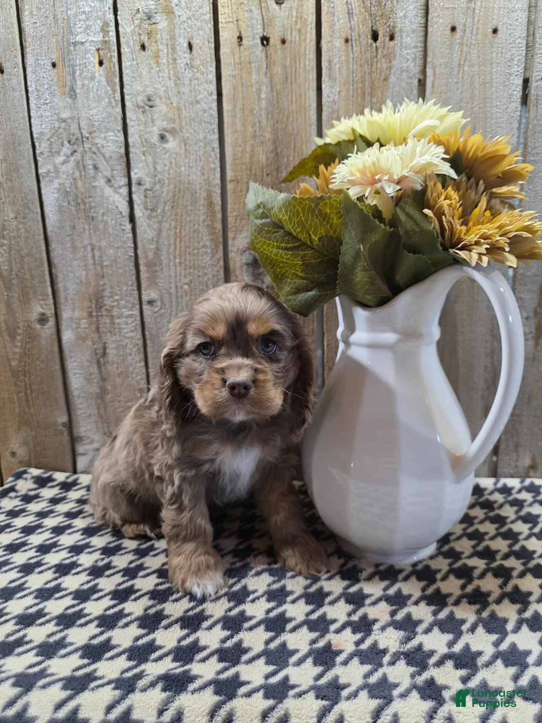 Cocker Spaniel dogs for sale: Lady - Ad 2