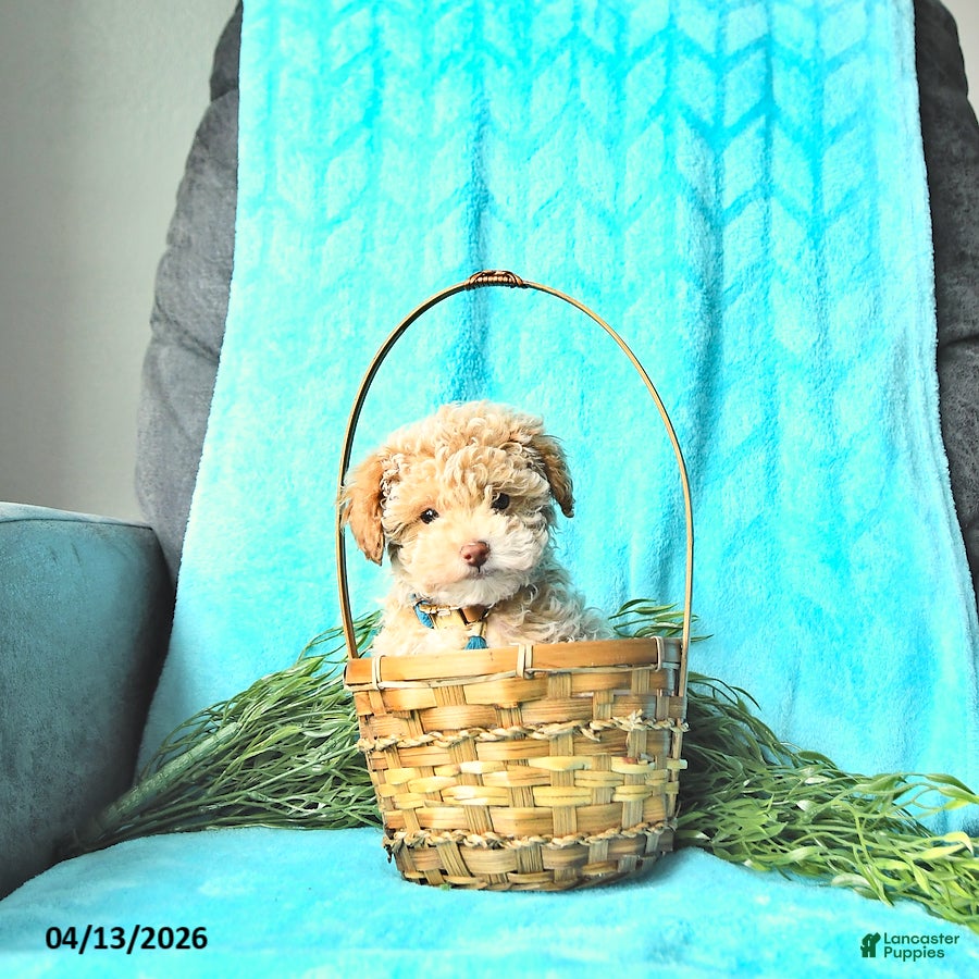 Miniature Poodle dogs Sparky - Ad 1