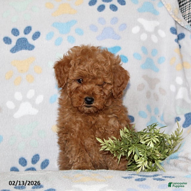 Toy Poodle dogs Timber - Ad 2