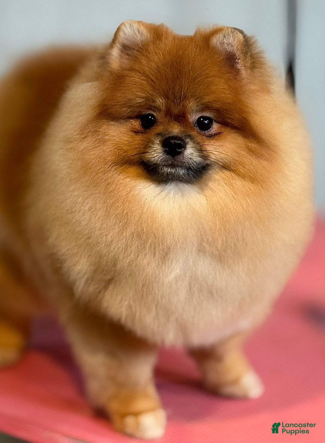Pomeranian dogs for sale: BARBIE - Ad 1