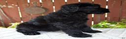 Giant Schnauzer dogs for sale: Travis - Ad 7