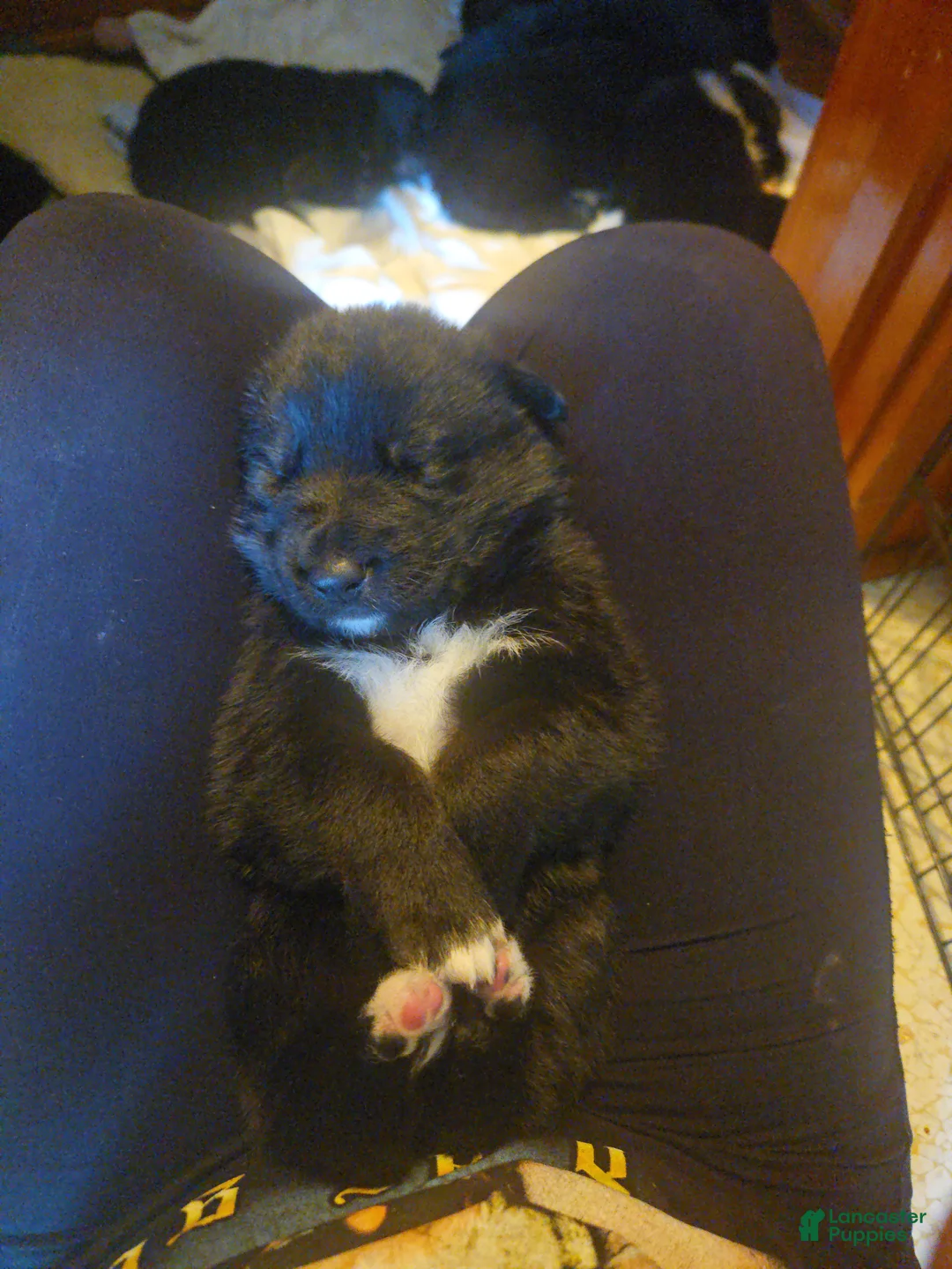 German Shepherd dogs for sale: German Shepherd Puppy 1 - Ad 1
