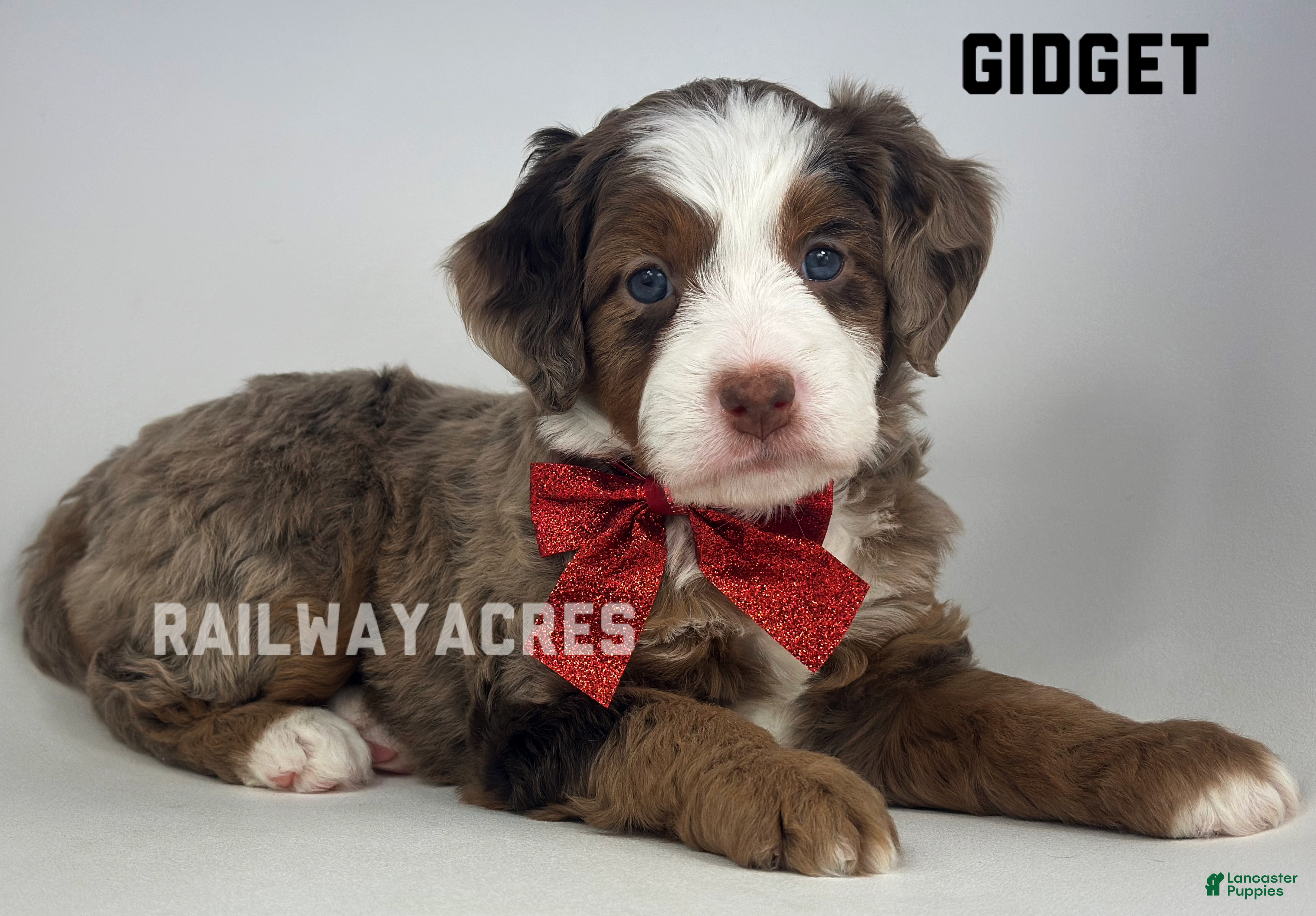 Mixed Breed dogs Gidget - Ad 20