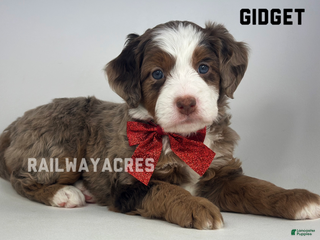 Mixed Breed dogs Gidget - Ad 8