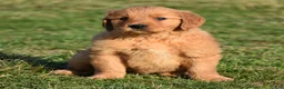 Golden Retriever dogs for sale: Bingo    Genetic/OFA - Ad 5