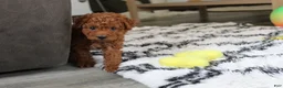 Bichpoo dogs for sale: Jonny - Ad 3