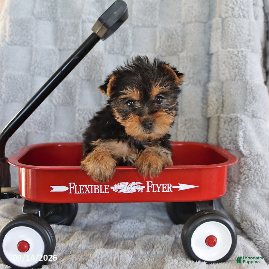 Yorkshire Terrier dogs Fluffy - Ad 2