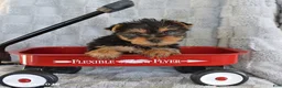 Yorkshire Terrier dogs for sale: Fluffy - Ad 2