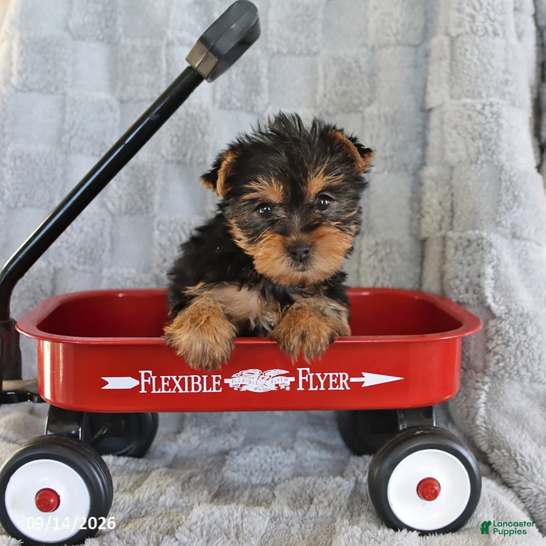 Yorkshire Terrier dogs for sale: Fluffy - Ad 2