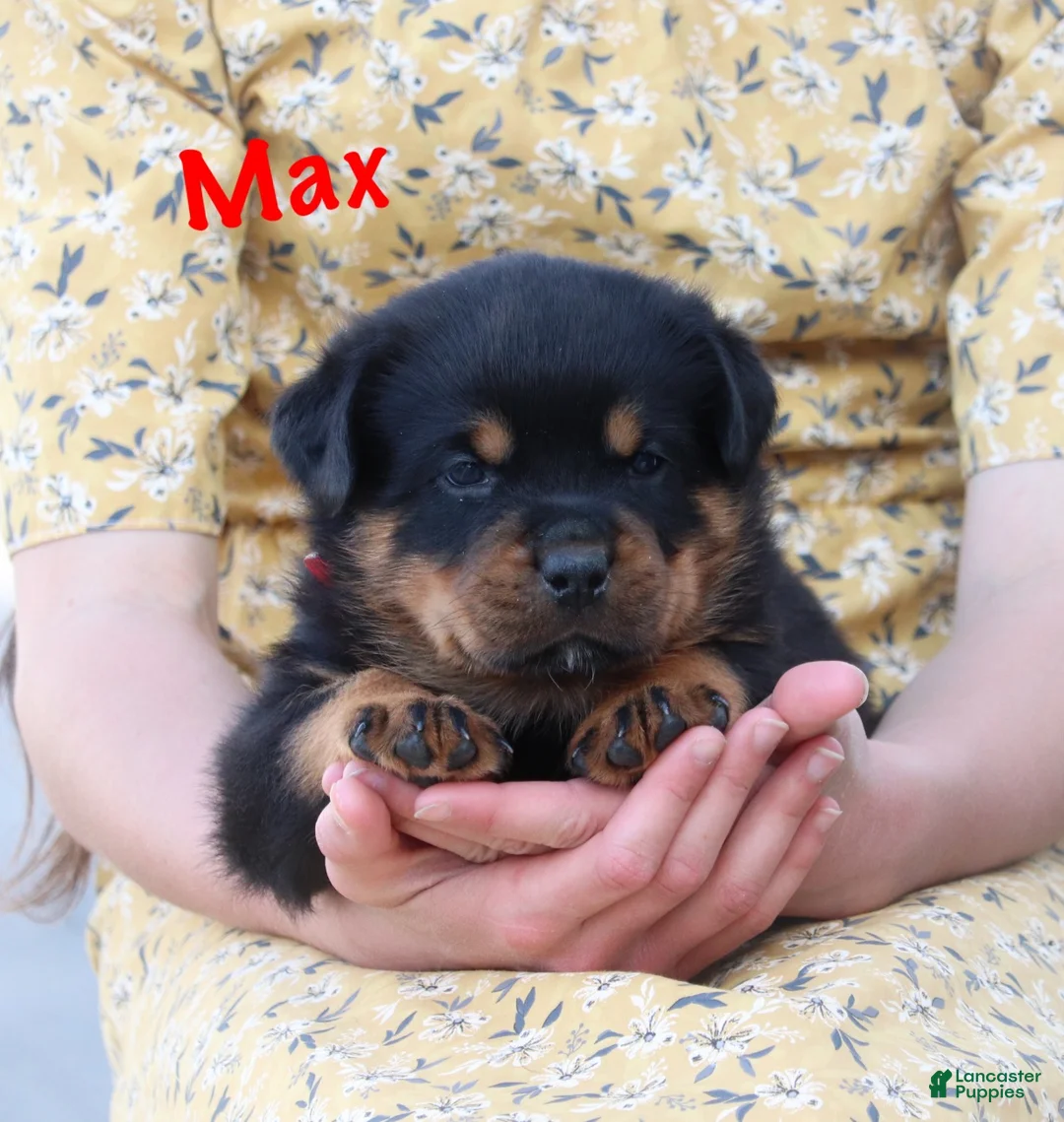 Rottweiler dogs for sale: Max - Ad 2