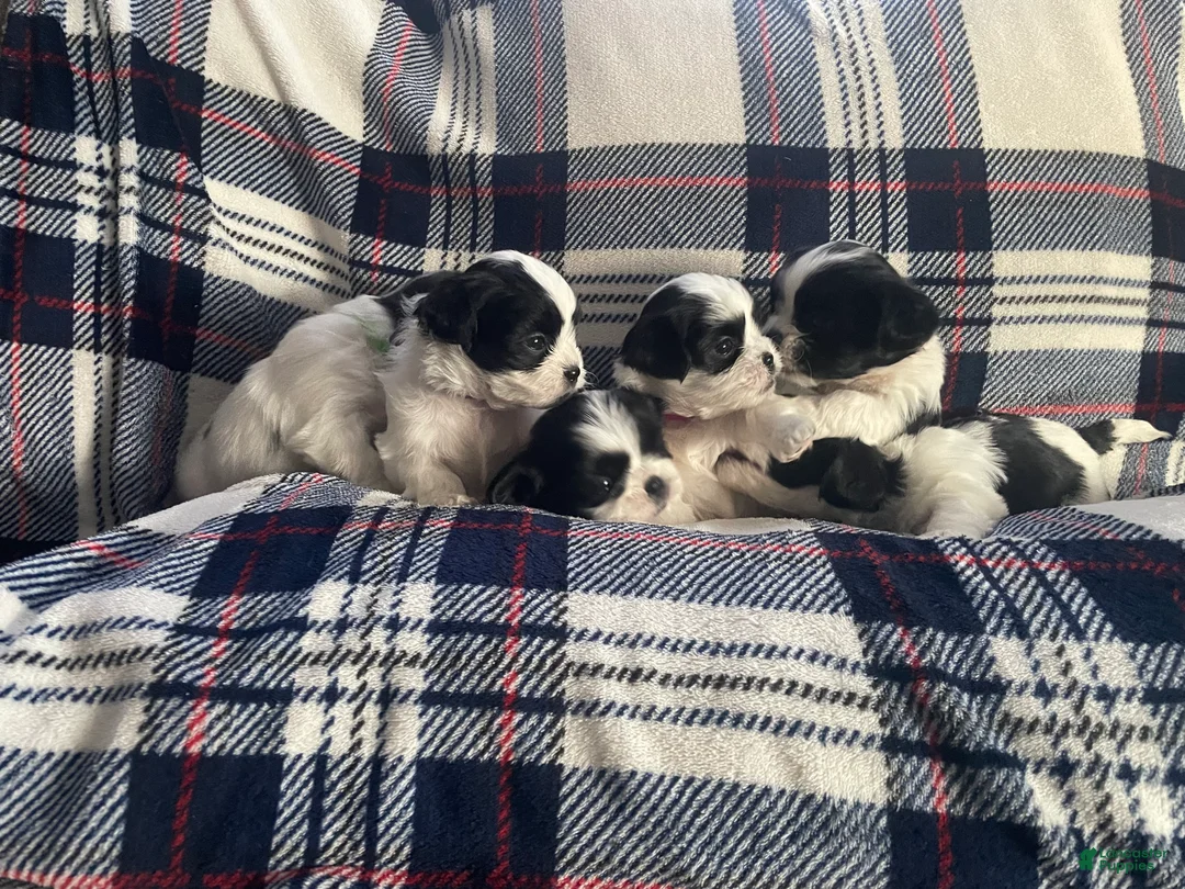 Mixed Breed dogs for sale: Poppy - Ad 8