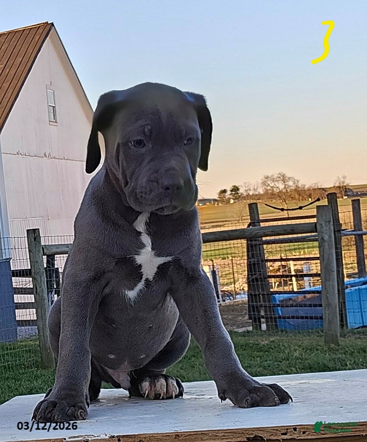 Cane Corso dogs Adam - Ad 1